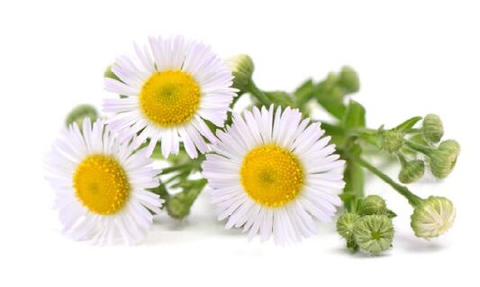 Intecrin contains chamomile extract