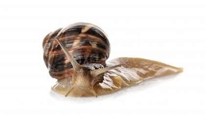 Intecrin contains mukin the snail